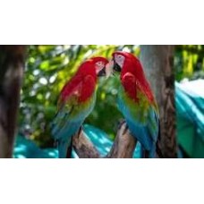 Картина для малювання за номерами 40*50 см. в картон. короб. пенз. фарби. арт. VR25389, VGR