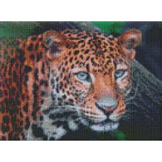 Набір з алмазною мозаїкою "Дикий погляд" 30х40см